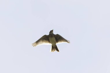 Skylark Alauda arvensis Bretagne, Fransa 'da