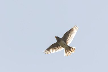Skylark Alauda arvensis Bretagne, Fransa 'da