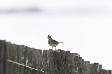 Skylark Alauda arvensis Bretagne, Fransa 'da