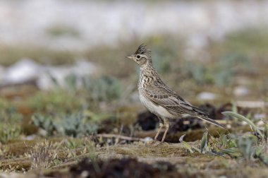 Skylark Alauda arvensis Bretagne, Fransa 'da