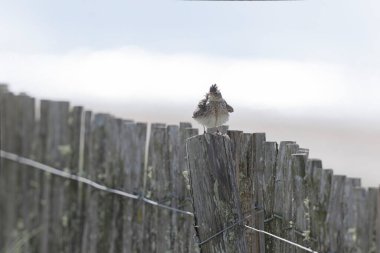 Skylark Alauda arvensis Bretagne, Fransa 'da