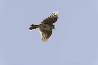 Skylark Alauda arvensis Bretagne, Fransa 'da