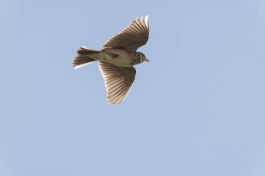 Skylark Alauda arvensis Bretagne, Fransa 'da