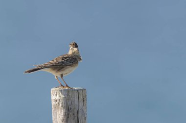 Skylark Alauda arvensis Bretagne, Fransa 'da