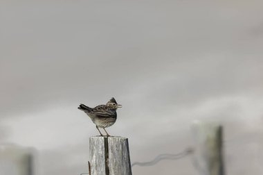 Skylark Alauda arvensis Bretagne, Fransa 'da