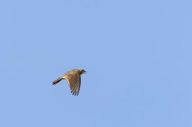 Skylark Alauda arvensis Bretagne, Fransa 'da