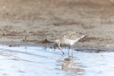 Kuzey Brittany 'de bir bataklıkta Kır Saçlı Limosa Lapponica