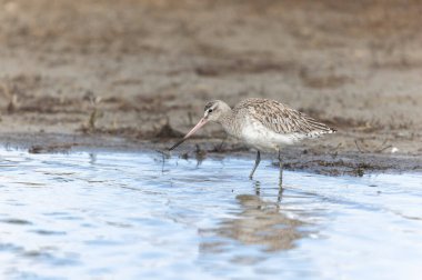 Kuzey Brittany 'de bir bataklıkta Kır Saçlı Limosa Lapponica