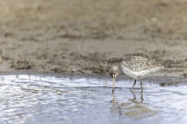 Kuzey Brittany 'de bir bataklıkta Kır Saçlı Limosa Lapponica