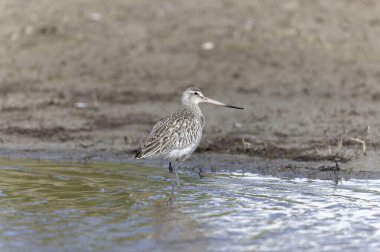 Kuzey Brittany 'de bir bataklıkta Kır Saçlı Limosa Lapponica