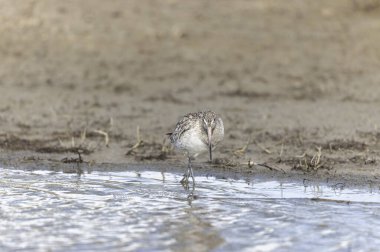 Kuzey Brittany 'de bir bataklıkta Kır Saçlı Limosa Lapponica