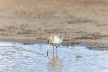Kuzey Brittany 'de bir bataklıkta Kır Saçlı Limosa Lapponica