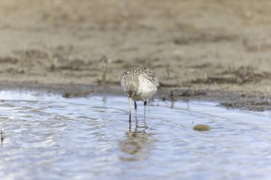 Kuzey Brittany 'de bir bataklıkta Kır Saçlı Limosa Lapponica