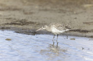 Kuzey Brittany 'de bir bataklıkta Kır Saçlı Limosa Lapponica