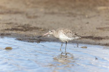 Kuzey Brittany 'de bir bataklıkta Kır Saçlı Limosa Lapponica