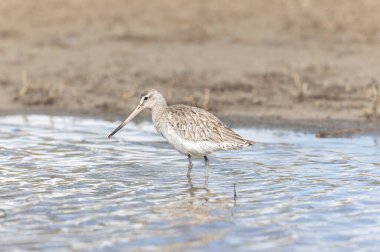 Kuzey Brittany 'de bir bataklıkta Kır Saçlı Limosa Lapponica