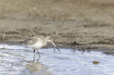 Kuzey Brittany 'de bir bataklıkta Kır Saçlı Limosa Lapponica