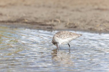 Kuzey Brittany 'de bir bataklıkta Kır Saçlı Limosa Lapponica