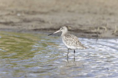 Kuzey Brittany 'de bir bataklıkta Kır Saçlı Limosa Lapponica