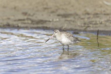 Bar-tailed Godwit Limosa lapponica in a swamp in northern Brittany clipart