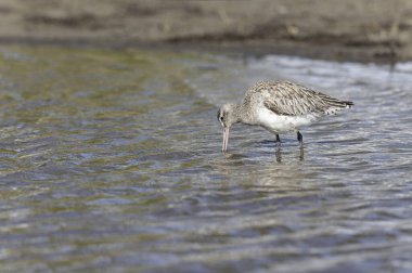 Kuzey Brittany 'de bir bataklıkta Kır Saçlı Limosa Lapponica