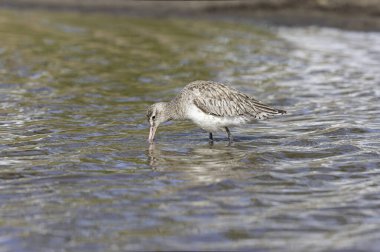 Kuzey Brittany 'de bir bataklıkta Kır Saçlı Limosa Lapponica