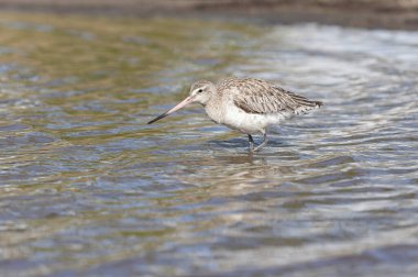 Bar-tailed Godwit Limosa lapponica in a swamp in northern Brittany clipart