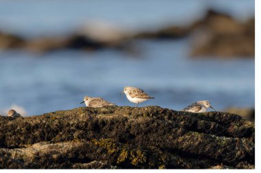 Dunlin Calidris Alpina Fransa 'nın Brittany şehrinde kumlu bir sahilde yürüyor.