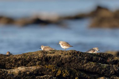 Dunlin Calidris Alpina Fransa 'nın Brittany şehrinde kumlu bir sahilde yürüyor.