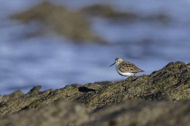 Dunlin Calidris alpina walking on a sandy beach on low tide in Brittany in France clipart