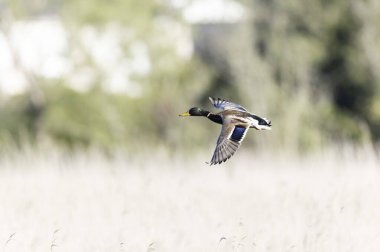 Mallard Anas platyrhynchos yakından görülüyor.
