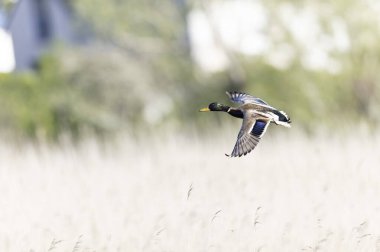 Mallard Anas platyrhynchos yakından görülüyor.