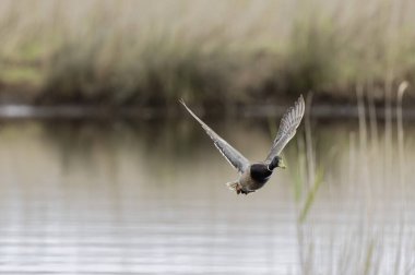 Mallard Anas platyrhynchos yakından görülüyor.