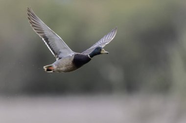 Mallard Anas platyrhynchos yakından görülüyor.