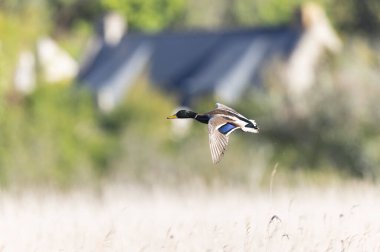 Mallard Anas platyrhynchos yakından görülüyor.