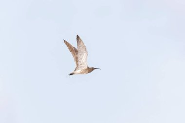 Avrasya Whimbrel Numenius phaeopus Britanya 'nın kayalık deniz kıyısında