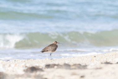 Avrasya Whimbrel Numenius phaeopus Britanya 'nın kayalık deniz kıyısında