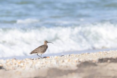 Avrasya Whimbrel Numenius phaeopus Britanya 'nın kayalık deniz kıyısında