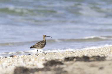 Avrasya Whimbrel Numenius phaeopus Britanya 'nın kayalık deniz kıyısında