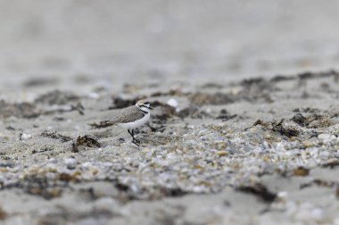 Kentish Plover Anarhynchus Alexandrinus Brittany 'de bir plajda