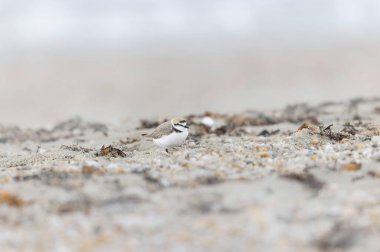 Kentish Plover Anarhynchus Alexandrinus Brittany 'de bir plajda