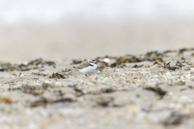 Kentish Plover Anarhynchus alexandrinus on a beach in Brittany clipart