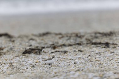 Kentish Plover Anarhynchus Alexandrinus Brittany 'de bir plajda