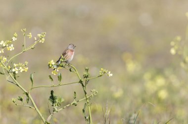 Linnet linaria cannabina oturarak ya da tüneyerek
