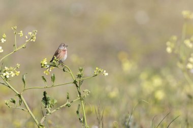 Linnet linaria cannabina oturarak ya da tüneyerek