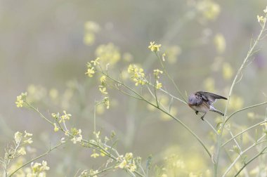 Linnet linaria cannabina oturarak ya da tüneyerek