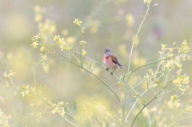 Linnet linaria cannabina oturarak ya da tüneyerek