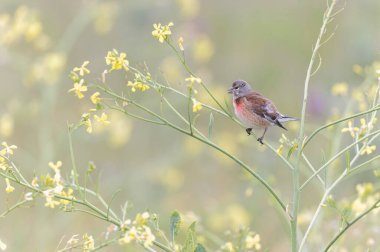Linnet linaria cannabina oturarak ya da tüneyerek