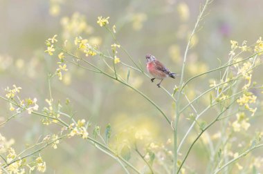 Linnet linaria cannabina oturarak ya da tüneyerek