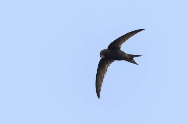 Uçuşta yaygın Apus apus 